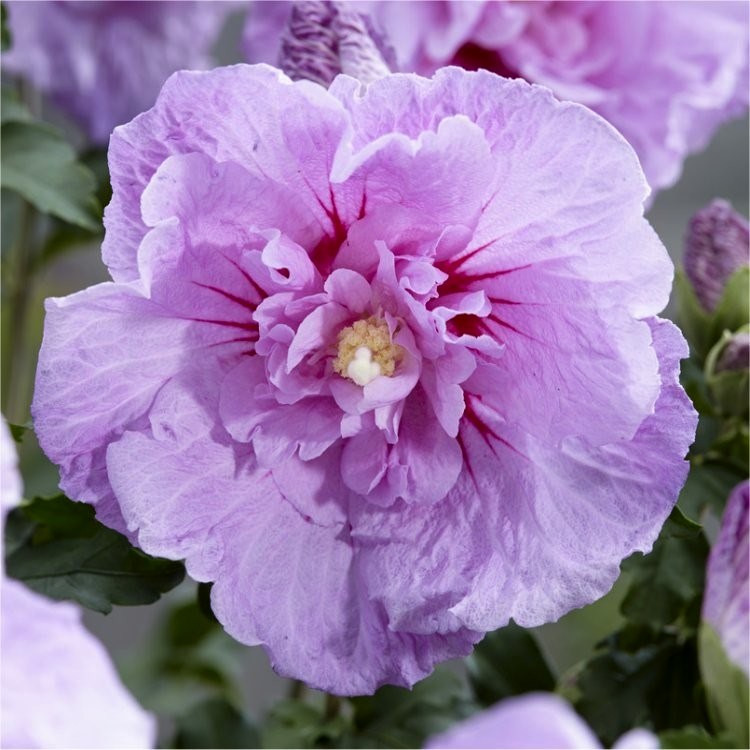 Гибискус сирийский ‘Lavender Chiffon’, семена
