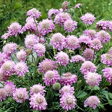 Скабиоза японская ‘Pink Diamonds’