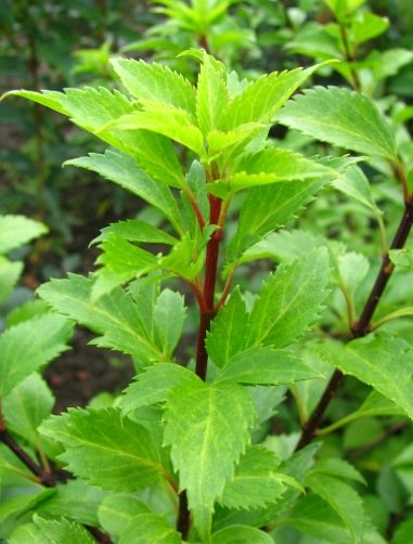 Форзиція яйцеподібна ‘Robusta’, контейнер 2 літра