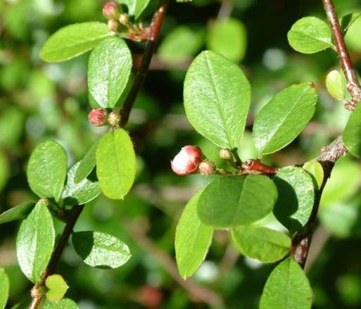 Кизильник лисніючий, насіння