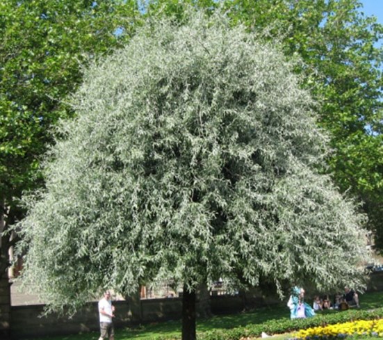 Груша иволистая ‘Pendula’, семена