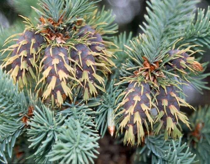 Псевдотсуга Мензиса ‘Glauca’, Дугласия, семена