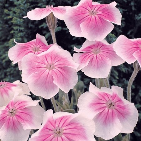 Лихнис (Зорька) корончатый ‘Angel’s Blush’, семена