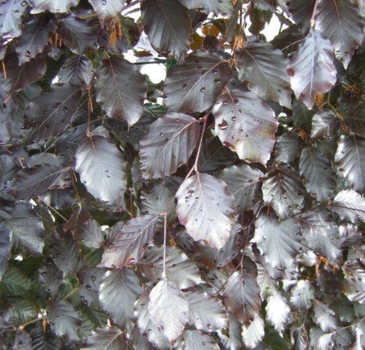 Бук лесной ‘Purpurea’, семена