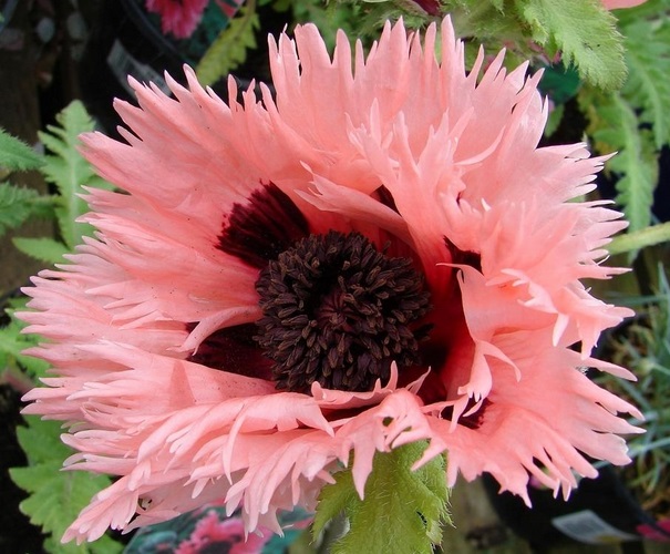 Мак східний ‘Pink Ruffles’, насіння