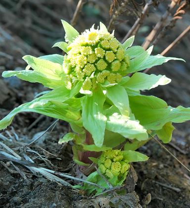 Білокопитник японський ‘Variegata’