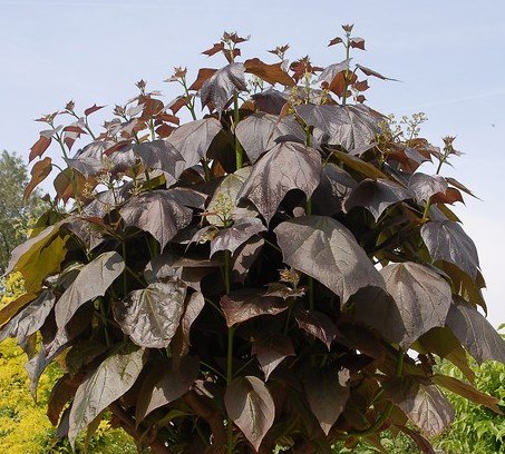 Катальпа червоніюча ‘Purpurea’