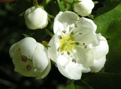 Боярышник кошенильный, семена