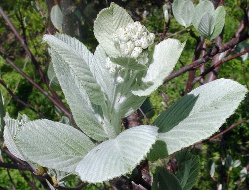 Рябина круглолистая ‘Magnifica’, семена