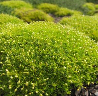 Моховинка шилоподібна ‘Aurea’, Ірландський мох