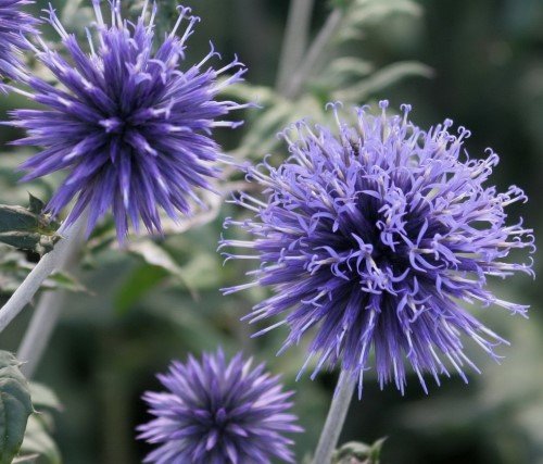 Мордовник обыкновенный ‘Taplow Blue’, семена