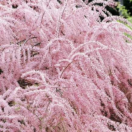 Тамарикс ветвистый ‘Pink Cascade’