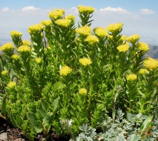Родиола Кирилова