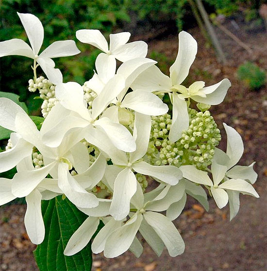 Гортензія віничкова ‘Great Star’