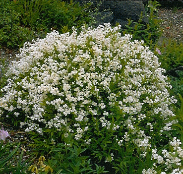 Дейция изящная ‘Nikko’