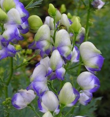 Борец садовый ‘Bicolor’, семена