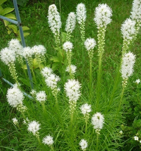 Лиатрис колосковая ‘Floristan Weiss’, семена