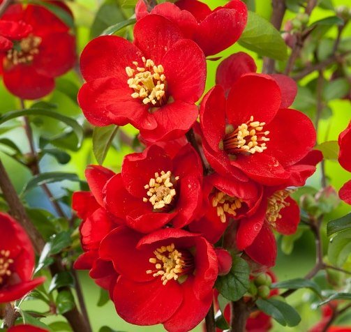Айва середня ‘Crimson and Gold’, насіння