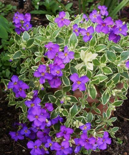 Обрієта ‘Argenteovariegata’