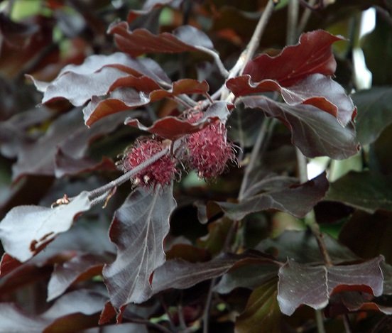 Бук лесной ‘Purpurea’, семена