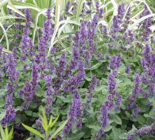 Котовник кошачий ‘Purple Haze’