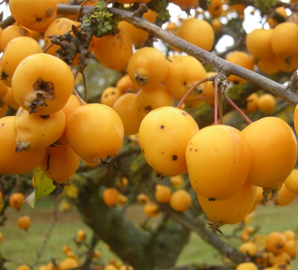 Яблоня декоративная ‘Golden Hornet’, семена