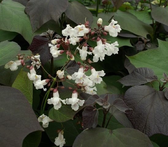 Катальпа червоніюча ‘Purpurea’