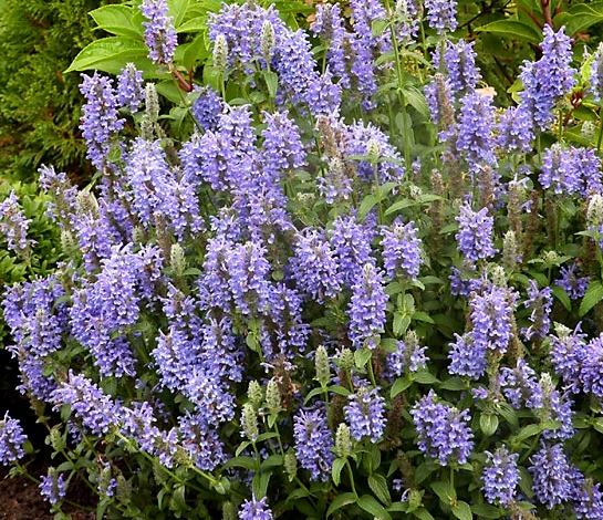 Котяча м’ята жилкувата ‘Blue Carpet’