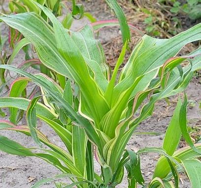 Кукурудза ‘Japonica Variegata’, насіння