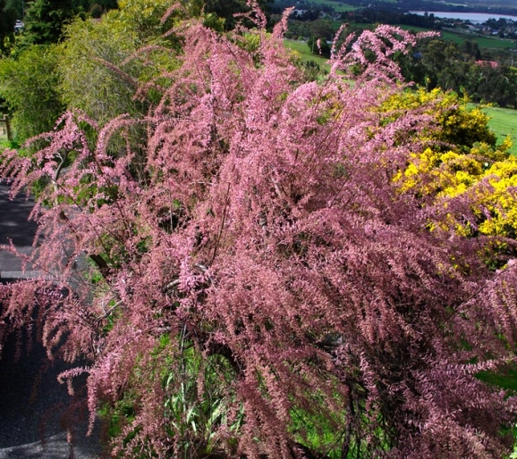 Тамарикс галузистий ‘Pink Cascade’
