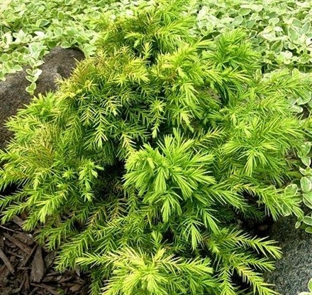 Криптомерія японская ‘Monstrosa Nana’