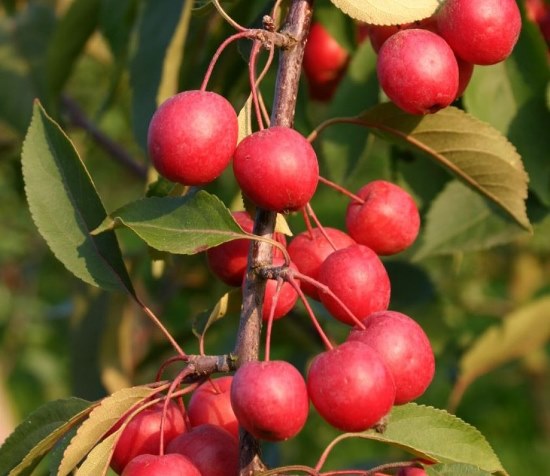 Яблуня ‘Profusion’, насіння