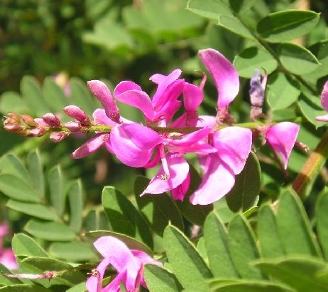 Індигофера красильна