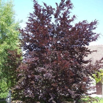 Бук лесной ‘Purpurea’, семена