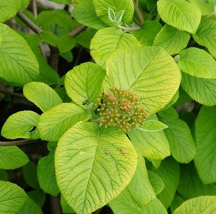 Калина гордовина ‘Aurea’, семена