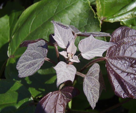 Катальпа краснеющая ‘Purpurea’