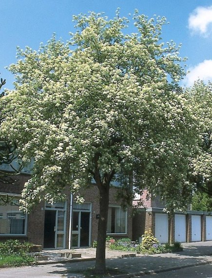 Горобина круглолиста ‘Magnifica’, насіння
