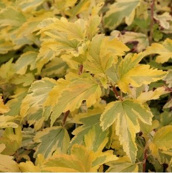 Пухіроплідник калинолистий ‘Anny’s Gold’