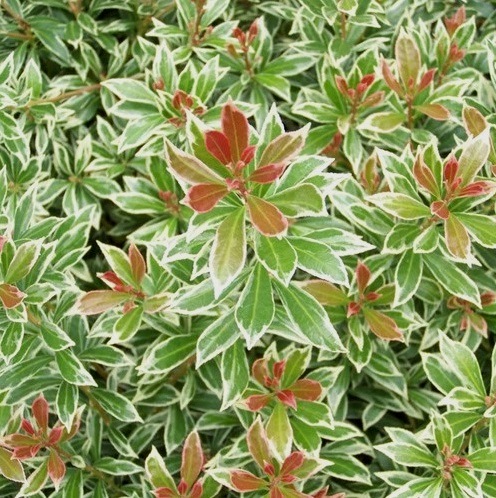 Пиерис японский ‘Little Heath’