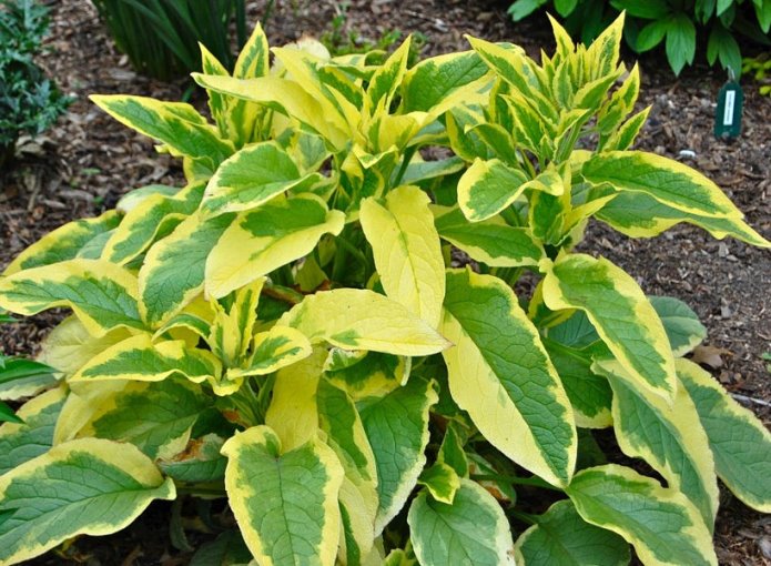 Окопник апландский ‘Axminster Gold’