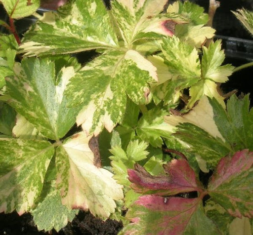 Вальдштейния тройчатая ‘Variegata’