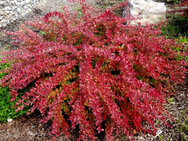 Барбарис Тунберга ‘Red Carpet’