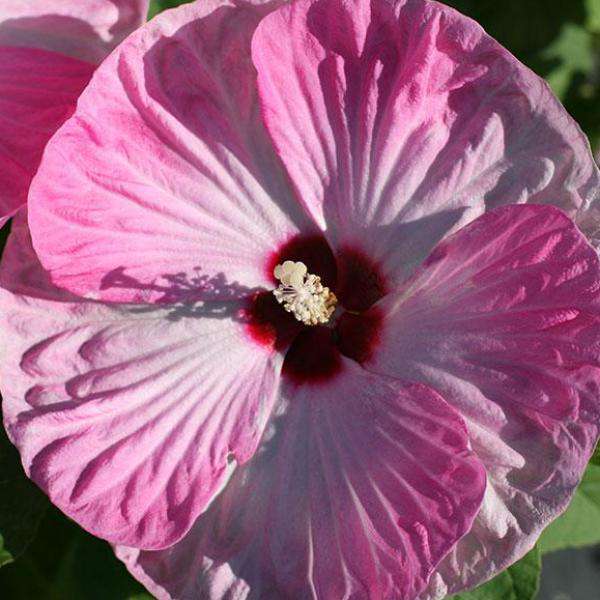 Гібіскус болотяний ‘Luna Pink Swirl’