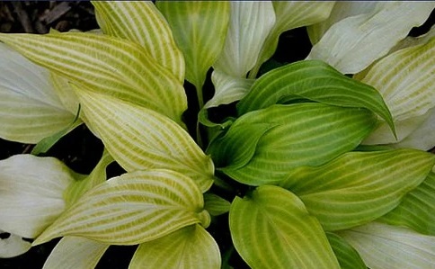Хоста ‘Maya Tritone’