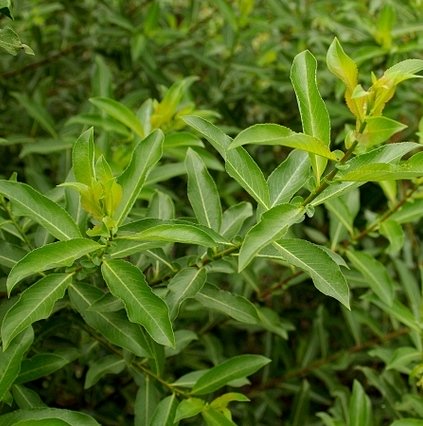 Верба тонкостовбчикова ‘Melanostachys’