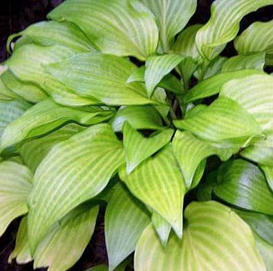 Хоста ‘Maya Tritone’