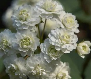 Спирея кантонская ‘Lanceata’