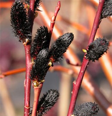 Верба тонкостолбиковая ‘Melanostachys’