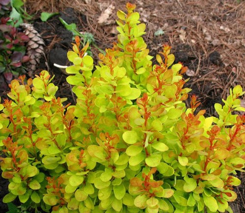 Барбарис Тунберга ‘Golden Rod’
