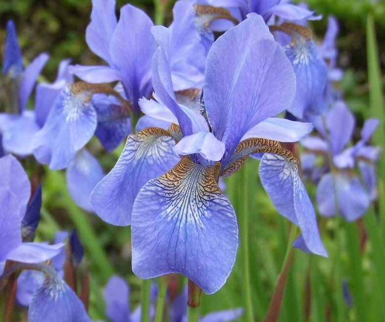 Ирис сибирский ‘Perry’s Blue’